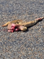 Varanus panoptes panoptes