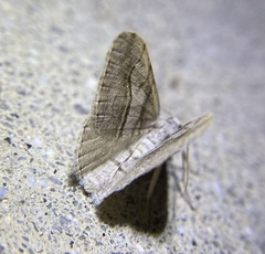 Digrammia continuata