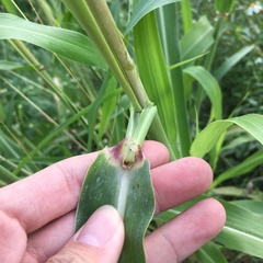 Sorghum arundinaceum