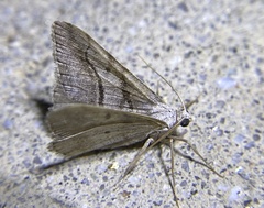 Digrammia continuata
