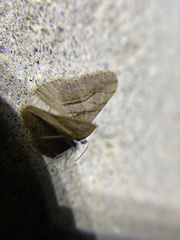 Digrammia continuata