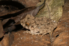 Oreobates quixensis