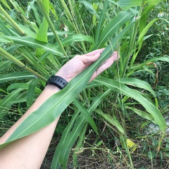 Sorghum arundinaceum