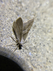 Digrammia continuata
