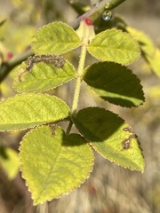 Stigmella anomalella