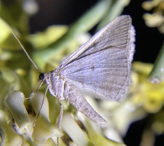 Digrammia continuata