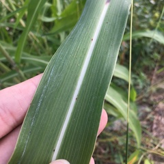 Sorghum arundinaceum