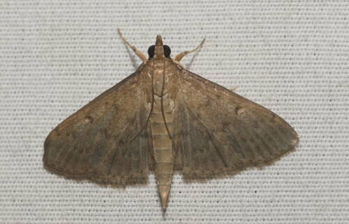 Grass Webworm Moth photo 6