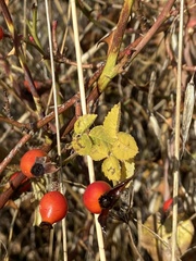 Stigmella anomalella