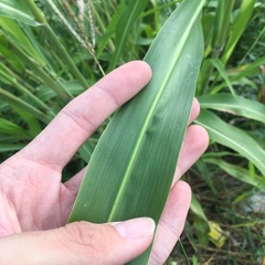 Sorghum arundinaceum