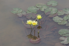 Nymphaea sulphurea