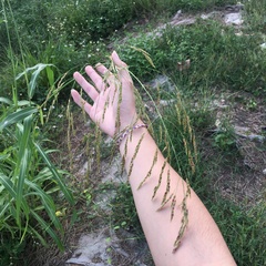 Sorghum arundinaceum