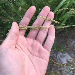 Sorghum arundinaceum