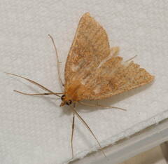 Scotorythra epixantha