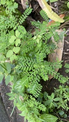 Phyllanthus