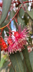 Eucalyptus torquata
