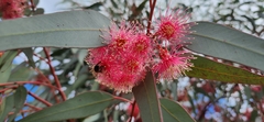 Eucalyptus torquata