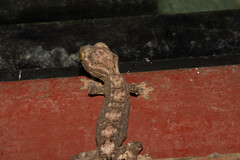 Thecadactylus solimoensis