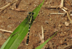 Hemigomphus heteroclytus