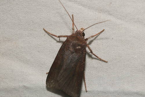 Agrotis hephaestaea observed 2022-11-25