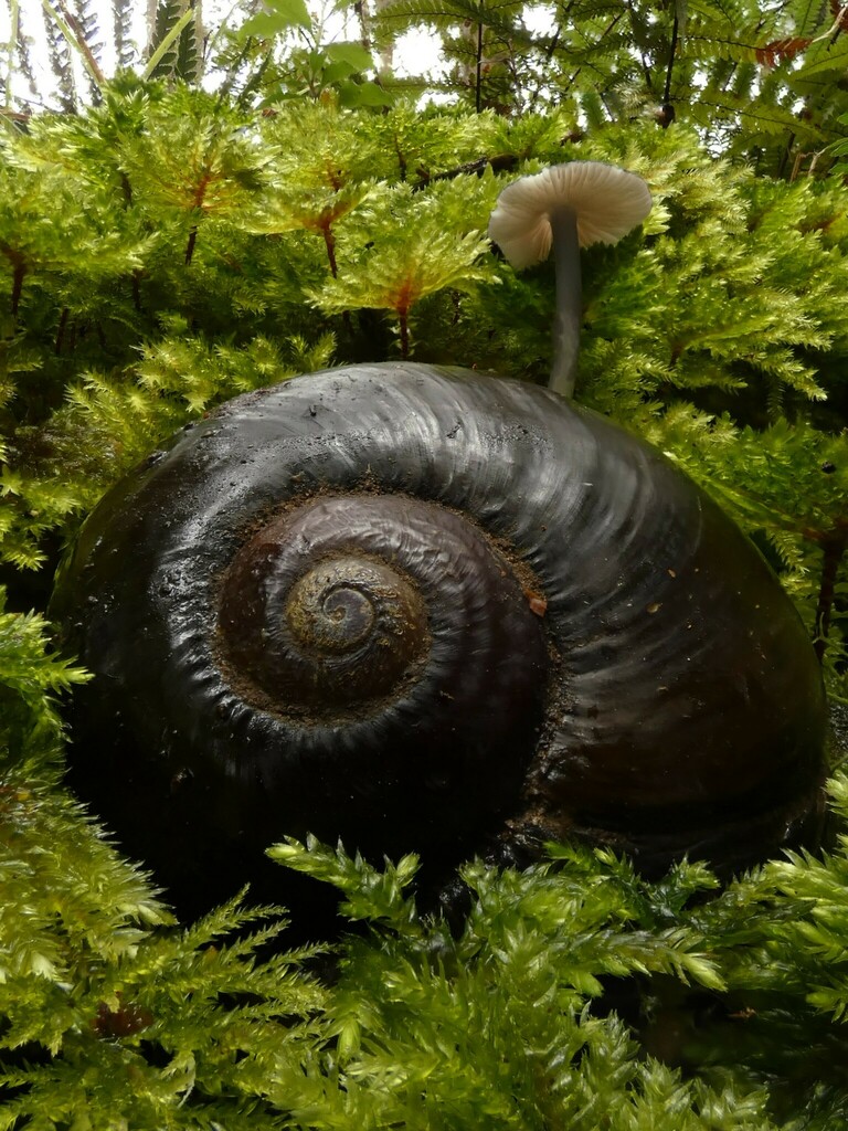 Kauri Snail from Pakotai, New Zealand on November 21, 2022 at 1106 AM