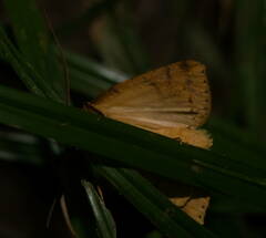 Scotorythra epixantha
