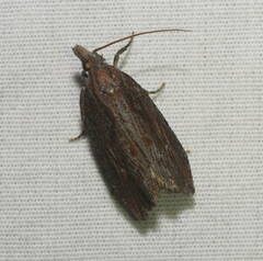 Bactra