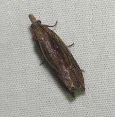Bactra