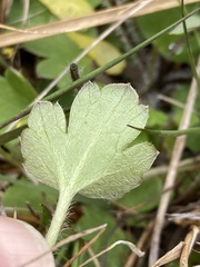Ranunculus multiscapus