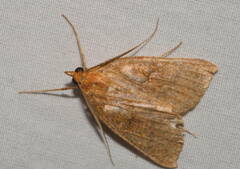 Scotorythra epixantha