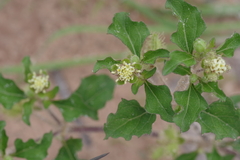 Acanthospermum australe