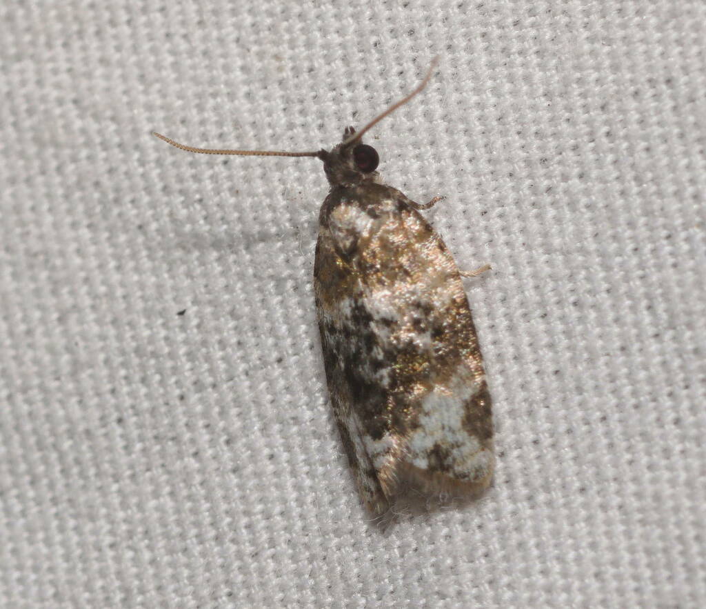 Spheterista huakunana