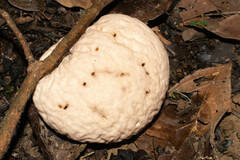 Calvatia