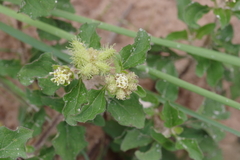 Acanthospermum australe