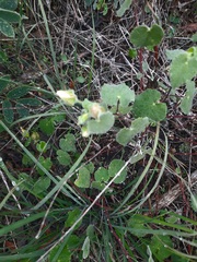 Abutilon wrightii