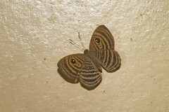 Riodinidae