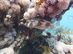 Cyclichthys spilostylus