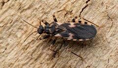 Australocleptes hackeri