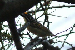 Pogoniulus chrysoconus