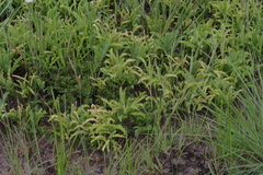 Cryptosepalum