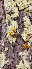 Xanthomendoza ulophyllodes