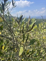 Olea europaea cuspidata