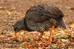 Pternistis natalensis