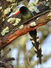 Phoeniculus purpureus