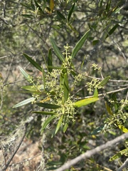 Olea europaea cuspidata