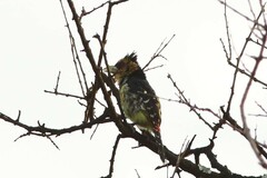 Trachyphonus vaillantii