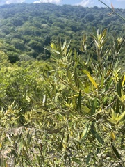 Olea europaea cuspidata