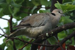 Streptopelia capicola