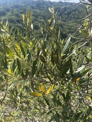 Olea europaea cuspidata