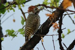 Chloropicus fuscescens